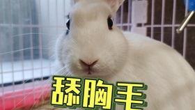 抖音网红吃瓜羊