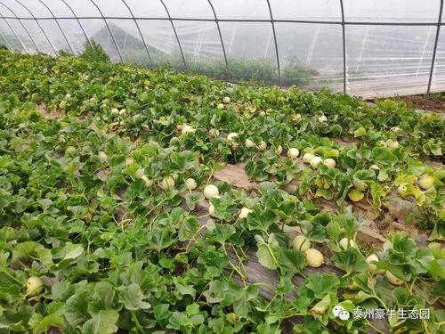 句容吃瓜大赛官网入口,一网打尽夏日狂欢盛宴”
