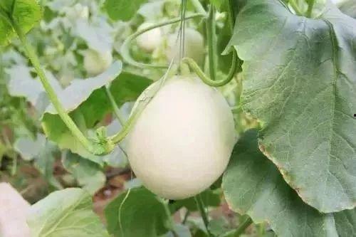 无锡网红吃瓜事件