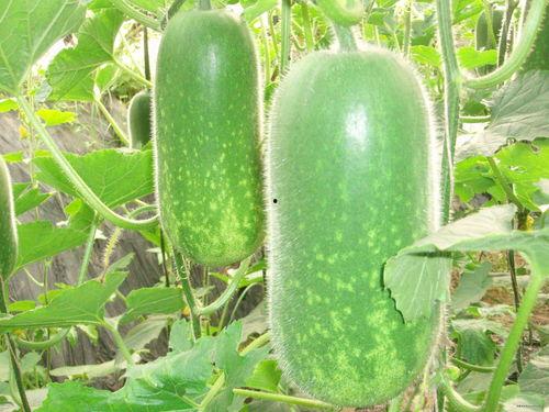 吃瓜网j4k.n,带你走进神秘的网络世界