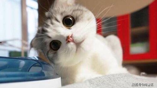 网红小猫吃瓜图片大全,萌态百出萌翻网友