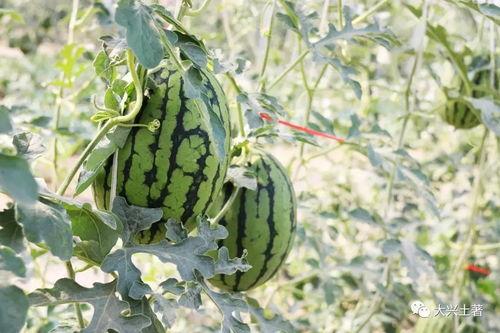 最新吃瓜爆料网红,揭秘最新吃瓜爆料背后的惊人真相