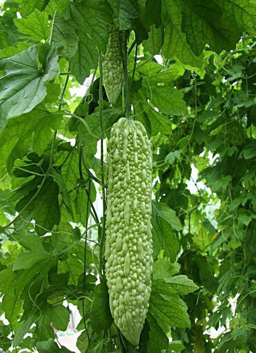 苦瓜吃瓜网,揭秘苦瓜的营养与美味，带你领略绿色健康生活