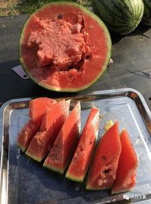 老挝网红吃瓜最新,揭秘当地美食文化新潮流