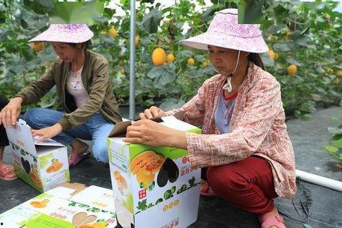 《文安》网红吃瓜,揭秘网络红人的幕后故事