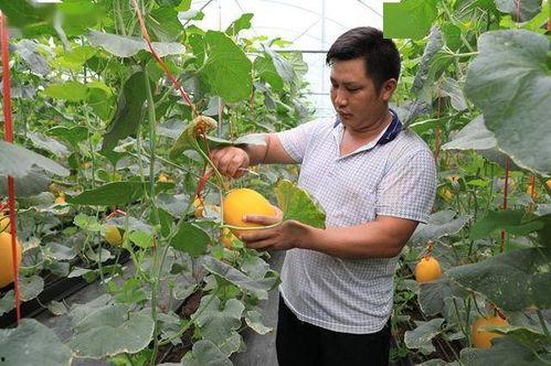 《文安》网红吃瓜,揭秘网络红人的幕后故事