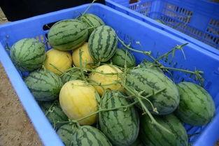 网黄聚集地吃瓜,网黄聚集地的幕后故事