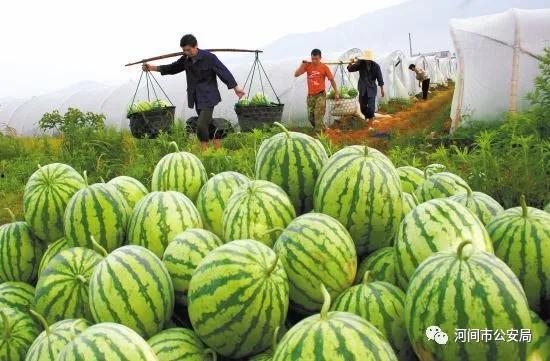 大妈吃瓜被网暴,网络暴力引发社会热议