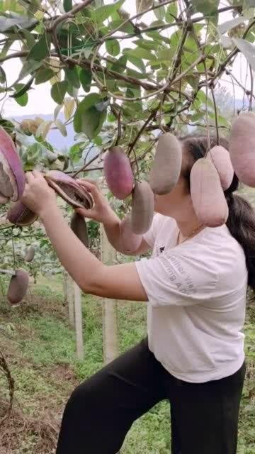 吃八月瓜的网红男生,揭秘吃瓜新潮流背后的故事