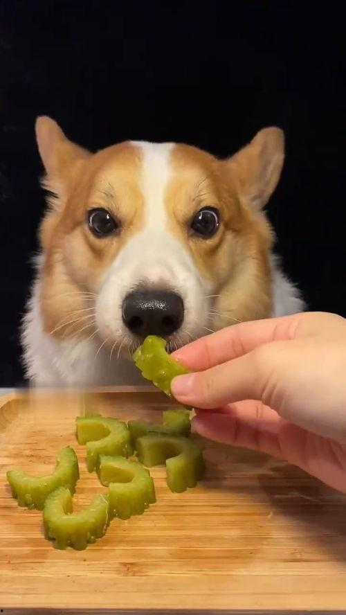 网红狗哥爆料吃瓜视频大全