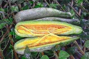 网红吃的软瓜有哪些