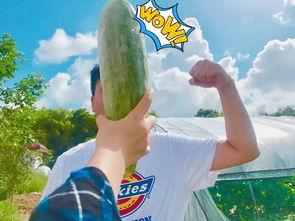 各类网红爆料吃瓜,娱乐圈吃瓜大揭秘，明星幕后故事全曝光！