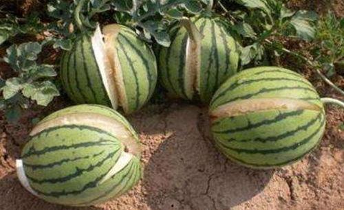 湘潭网红吃瓜事件真相,揭秘背后真相与网络舆论的漩涡